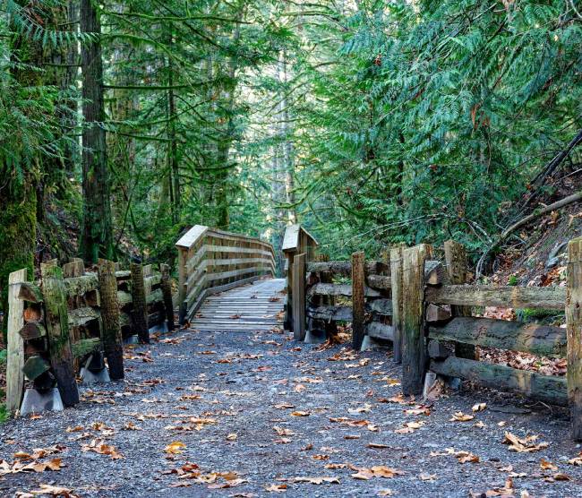 Forest pathway